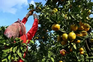 Mandalina üreticiyi ve ihracatçıyı sevindirdi