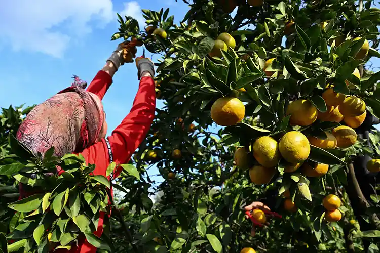 İzmir’de mandalina üretiminde yaşanan