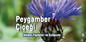 Peygamber Çiçeği: Anlamı, Kullanımı ve Faydaları