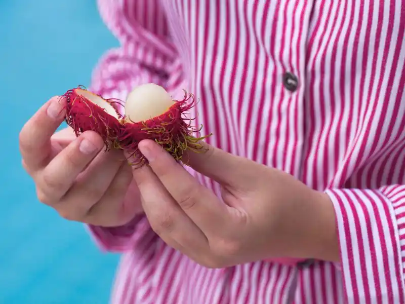 Rambutan meyvesi nedir