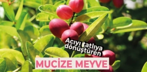 “Miracle Berry”: Tat Bütünleştirici Mucize