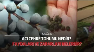 Acı Çehre tohumu nedir? Faydaları ve zararları nelerdir?