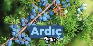 Ardıç Nedir? Ne İşe Yarar?