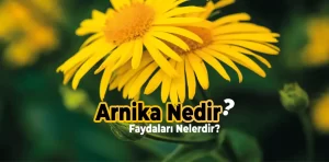 Arnika Nedir? Faydaları Nelerdir?