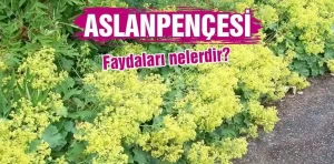 Aslanpençesi Otu Nedir? Faydaları Nelerdir?