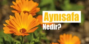 Aynısafa Nedir? Faydaları Nelerdir?