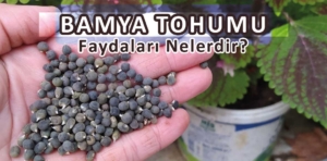 Bamya Tohumu Faydaları Nelerdir?