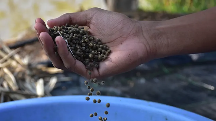 Bamya Tohumu Faydaları Nelerdir?