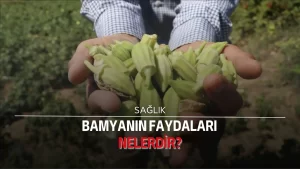 Bamyanın faydaları nelerdir?