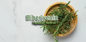 Biberiyenin faydaları nelerdir? Nasıl kullanılır?