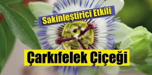 Çarkıfelek Çiçeği Faydaları ve Özellikleri