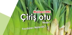 Çiriş otu nedir? Faydaları nelerdir?