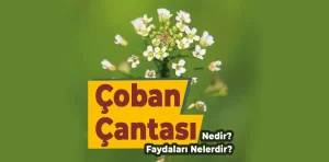 Çoban Çantası Nedir?