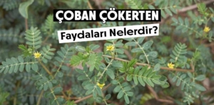 Çoban çökerten nedir, faydaları nelerdir?