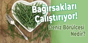 Deniz Börülcesi Nedir? Faydaları Nelerdir?