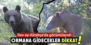 Kütahya’da ormana giderken ayı tehlikesine dikkat