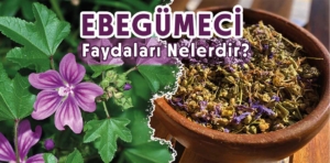 Ebegümecinin Faydaları Nelerdir?