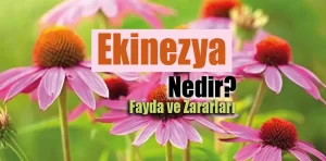 Ekinezya Nedir? Fayda ve Zararları