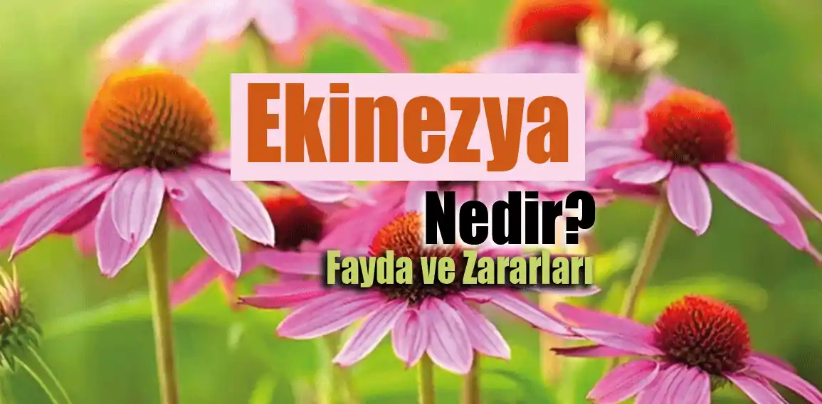 Ekinezya, bilimsel adıyla Echinacea,