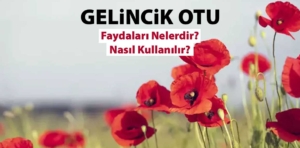 Gelincik Otu Faydaları Nelerdir? Nasıl Kullanılır?