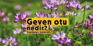 Geven otu nedir? Faydaları nelerdir?