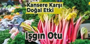 Işgın (Uçkun) otu nedir, neye iyi gelir?