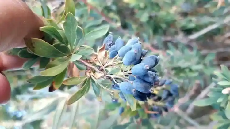 kadın tuzluğu