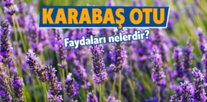 Karabaş Otu Nedir? Faydaları Nelerdir?