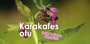 Karakafes otu nedir?