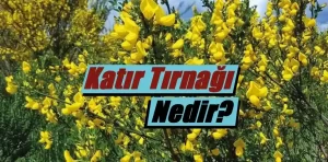 Katır Tırnağı nedir? Faydaları nelerdir?