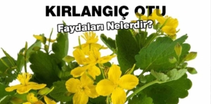 Kırlangıç Otu Nedir? Kırlangıç Otunun Faydaları Nelerdir?