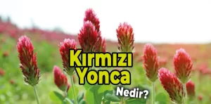 Kırmızı Yonca Nedir?