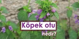 Köpek otu nedir? Neye iyi gelir?