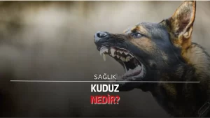 Kuduz: Belirtileri, tedavi yöntemleri ve korunma yolları