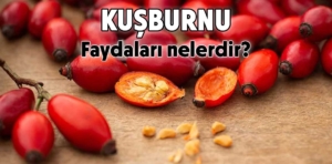 Kuşburnu faydaları nelerdir? Kuşburnu neye iyi gelir?