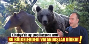 Kütahya’da ayı popülasyonu arttı, ayı ile karşılaşırsak ne yapılmalı?