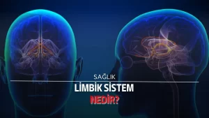 Limbik sistem nedir?