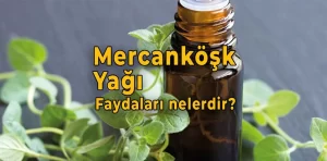 Mercanköşk yağı nedir? Faydaları nelerdir?