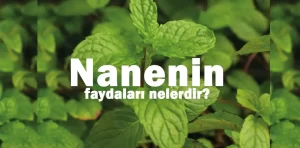 Nanenin faydaları nelerdir? Nerelerde kullanılır?