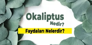 Okaliptus Nedir? Ne işe Yarar?