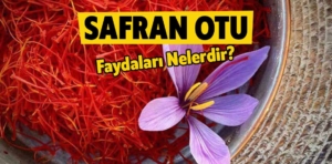 Safran otu nedir? Safran otunun faydaları nelerdir?