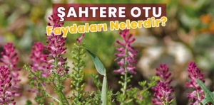 Şahtere otu nedir? Şahtere otunun faydaları nelerdir?