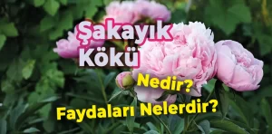 Şakayık Kökü Nedir? Faydaları Nelerdir?