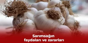 Sarımsağın faydaları ve zararları