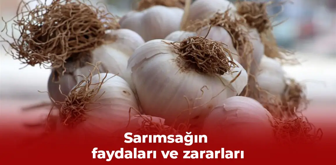 Sarımsak, Allium sativum cinsine