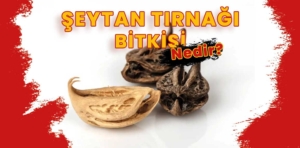 Şeytan Tırnağı Bitkisi Nedir? Fayda ve Zararları