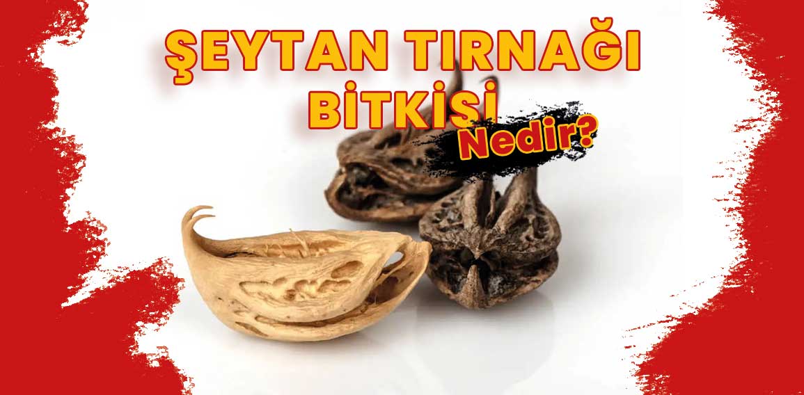 “Şeytan tırnağı” genellikle iki