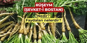 Rüşeym (Şevket-i bostan) nedir? Faydaları nelerdir?