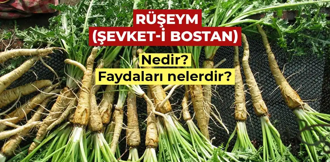 Rüşeym veya bilimsel adıyla