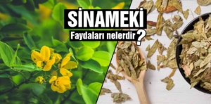 Sinameki Çayı Nedir? Faydaları Nelerdir?